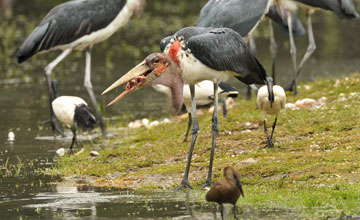 Marabou stork [Leptoptilos crumenifer]