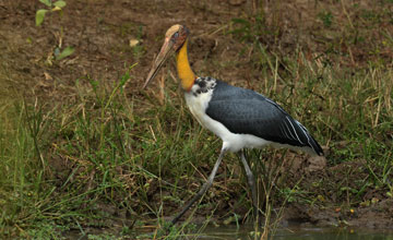 Lesser adjutant [Leptoptilos javanicus]