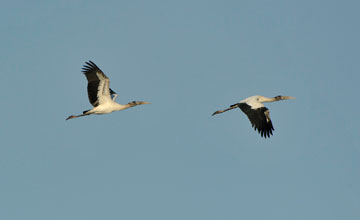 Wood stork [Mycteria americana]