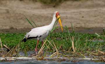 Nimmersatt [Mycteria ibis]