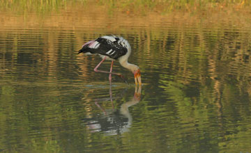 Painted stork [Mycteria leucocephala]