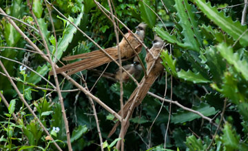 Speckled mousebird [Colius striatus kikuyensis]
