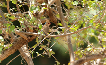 Blaunacken-Mausvogel [Urocolius macrourus abyssinicus]