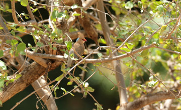 Blue-naped mousebird [Urocolius macrourus abyssinicus]
