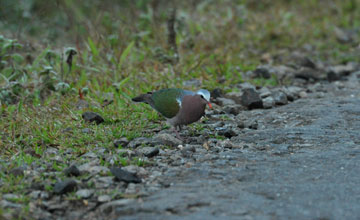 Common emerald dove [Chalcophaps indica robinsoni]