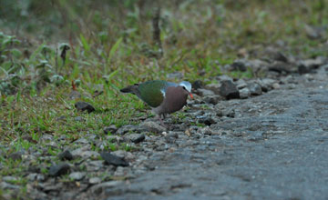 Common emerald dove [Chalcophaps indica robinsoni]