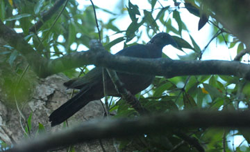 Ceylontaube [Columba torringtoniae]