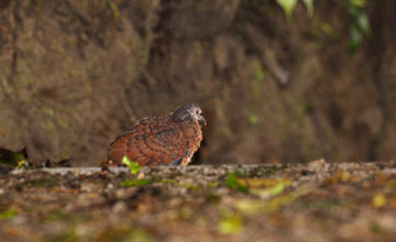 Ruddy ground dove [Columbina talpacoti rufipennis]