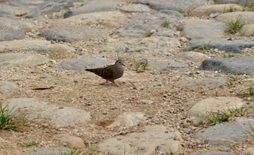 Ruddy ground dove [Columbina talpacoti talpacoti]