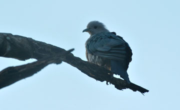 Green imperial pigeon [Ducula aenea polia]