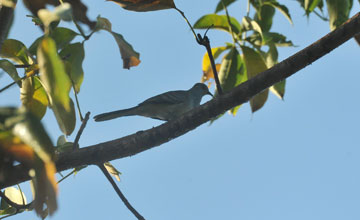 Barred dove [Geopelia maugeus]