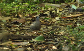 Madagaskar-Turteltaube [Nesoenas picturatus]