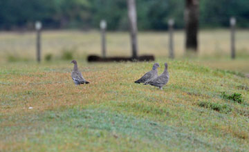 Picazuro pigeon [Patagioenas picazuro]