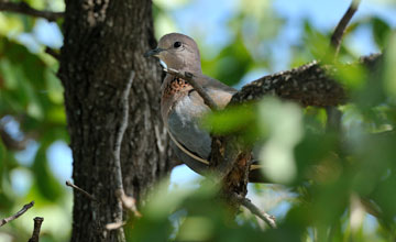 Laughing dove [Spilopelia senegalensis]