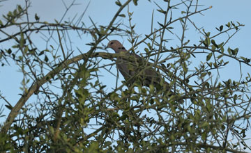 Kapturteltaube [Streptopelia capicola somalica]