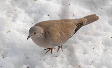 Eurasian collared dove [Streptopelia decaocto decaocto]