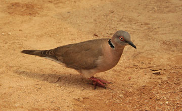 Mourning collared dove [Streptopelia decipiens]