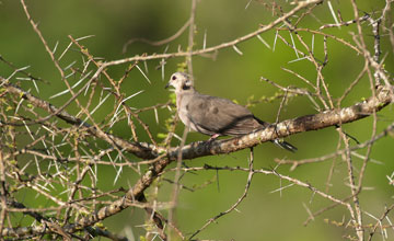 Red-eyed dove [Streptopelia semitorquata]