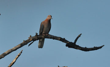 Laughing dove [Streptopelia senegalensis senegalensis]