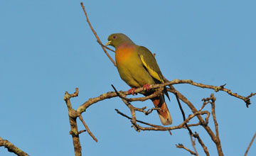 Orange-breasted green pigeon [Treron bicinctus leggei]