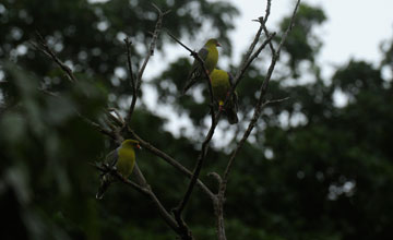 African green-pigeon [Treron calvus]