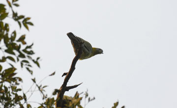 Yellow-footed green pigeon [Treron phoenicopterus chlorigaster]