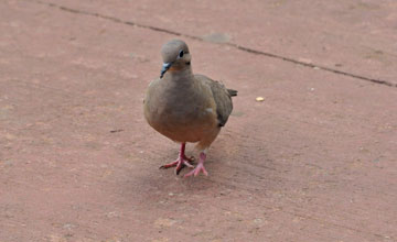 Eared dove [Zenaida auriculata]