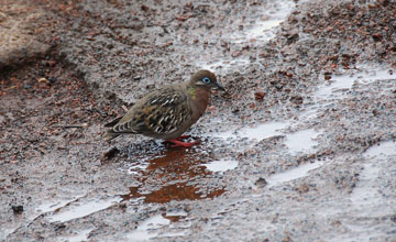 Galápagos dove [Zenaida galapagoensis galapagoensis]