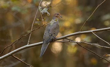 Carolinataube [Zenaida macroura carolinensis]