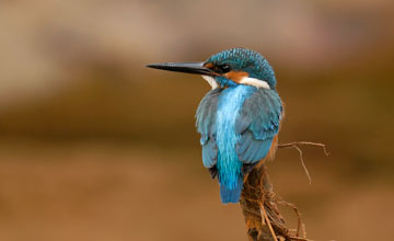 Common kingfisher [Alcedo atthis bengalensis]