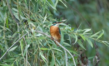 Eisvogel [Alcedo atthis ispida]