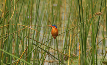 Haubenzwergfischer [Alcedo cristata galerita]