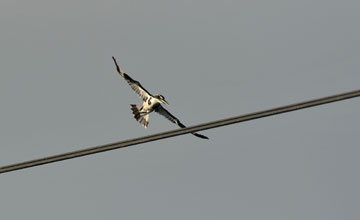 Pied kingfisher [Ceryle rudis leucomelanurus]