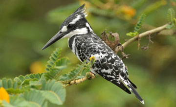 Pied kingfisher [Ceryle rudis rudis]