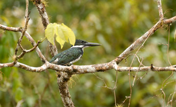 Amazonasfischer [Chloroceryle amazona]