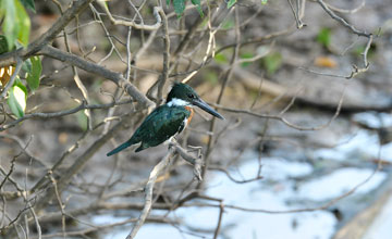 Grünfischer [Chloroceryle americana americana]