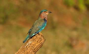 Hinduracke [Coracias benghalensis indicus]