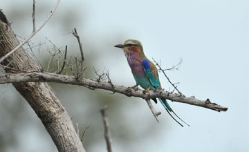 Gabelracke [Coracias caudatus caudatus]