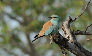 Blauracke [Coracias garrulus]