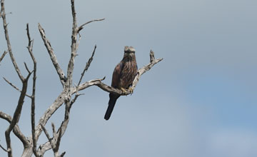 Strichelracke [Coracias naevius mosambicus]