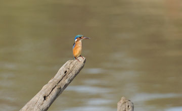 Haubenzwergfischer [Corythornis cristatus cristatus]