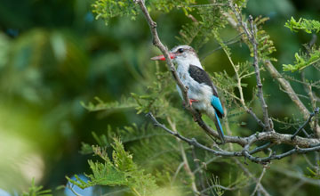 Brown-hooded kingfisher [Halcyon albiventris]