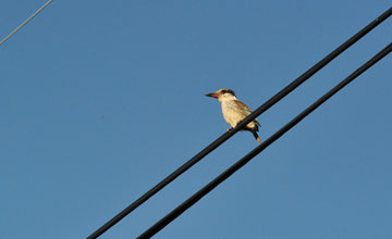 Striped kingfisher [Halcyon chelicuti chelicuti]