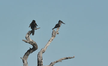 Giant kingfisher [Megaceryle maxima maxima]