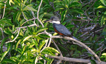 Ringed kingfisher [Megaceryle torquata]