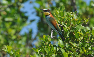 European bee-eater [Merops apiaster]