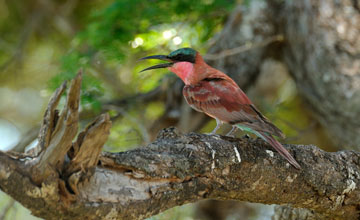 Scharlachspint [Merops nubicoides]