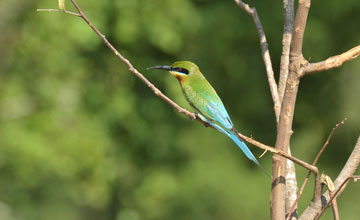 Blauschwanzspint [Merops philippinus]