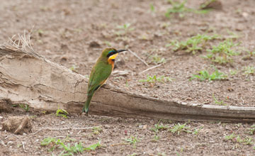 Zwergspint [Merops pusillus cyanostictus]