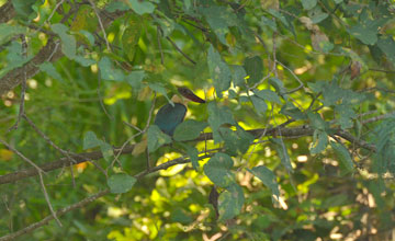 Stork-billed kingfisher [Pelargopsis capensis capensis]